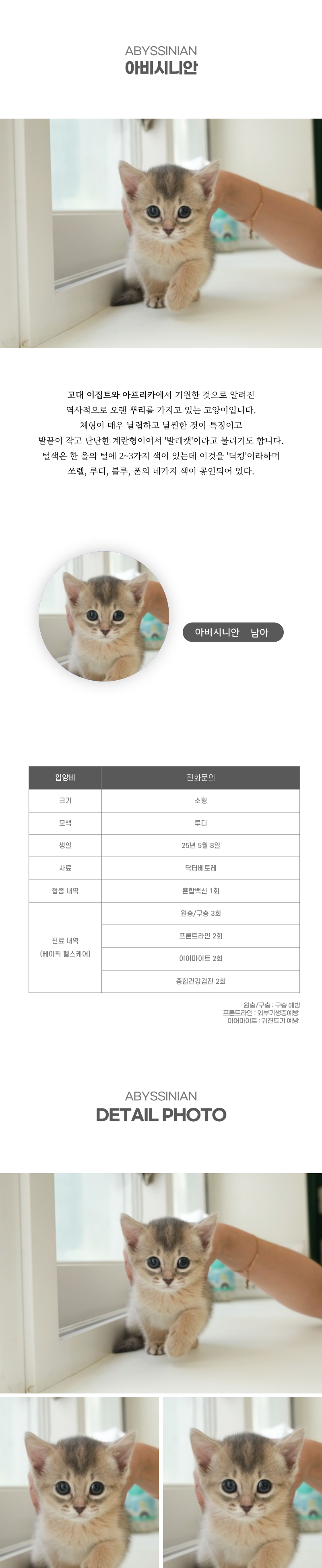 아비시니안_상세이미지_2